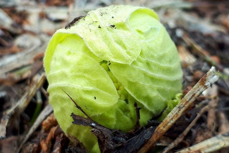 【終了】野菜ソムリエと行く裏山、山菜採り体験～山菜天ぷらを自分で揚げてみよう!