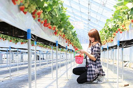 雪国アグリパーク　湯沢いちご村