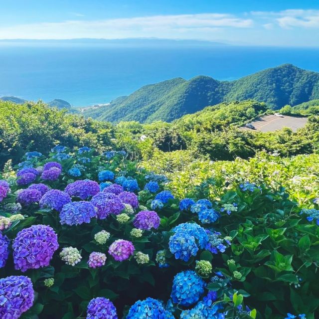 弥彦山頂公園