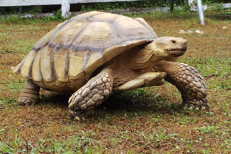 寺泊水族博物館「動物ふれあい教室 ケヅメリクガメと遊ぼう」