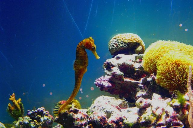 寺泊水族博物館　水生生物探索会「タツノオトシゴを見つけよう」