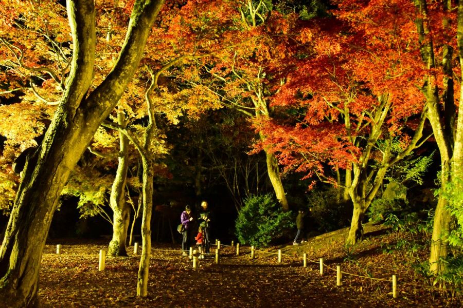 もみじ園紅葉ライトアップ