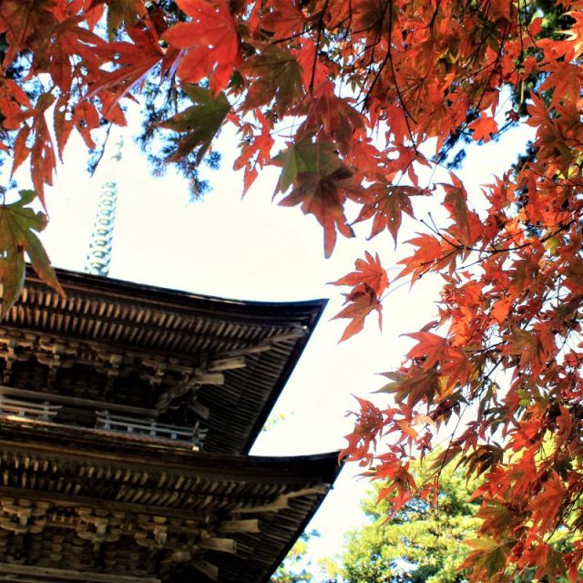 乙　秋のお寺さんぽ