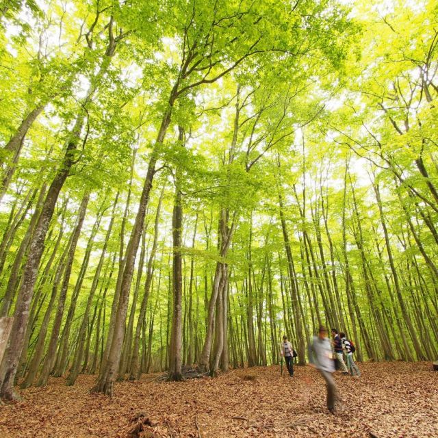 推しカラーでめぐる「にいが旅」-That's Niigata Color Green-