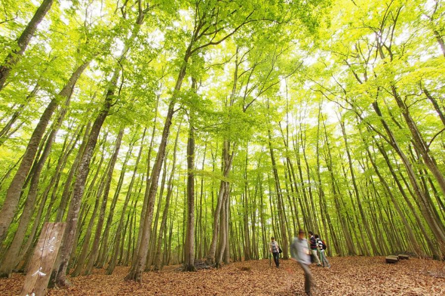 推しカラーでめぐる「にいが旅」-That's Niigata Color Green-