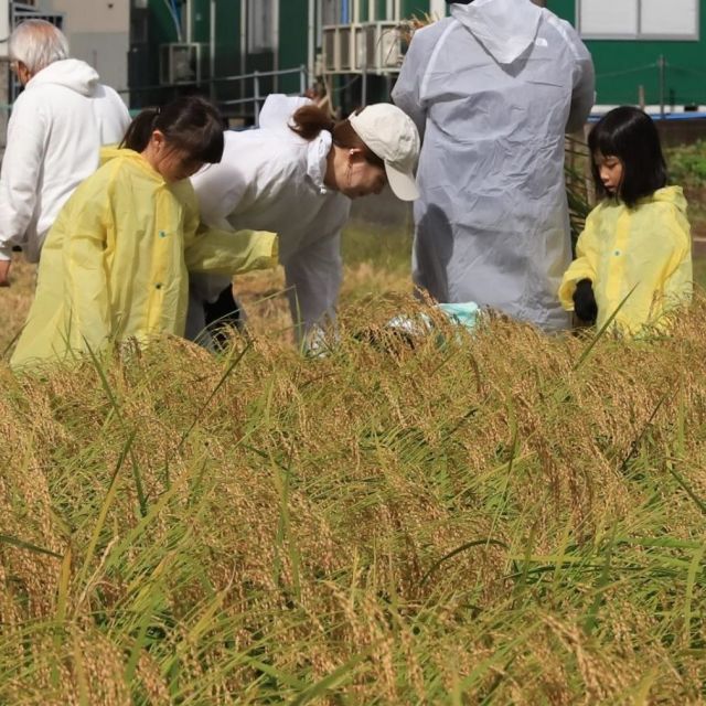 蔵人たちと一緒に！ 幻の酒米菊水の稲刈り体験