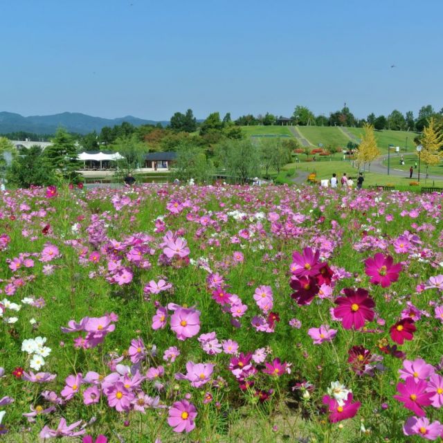 国営越後丘陵公園「コスモスまつり｣