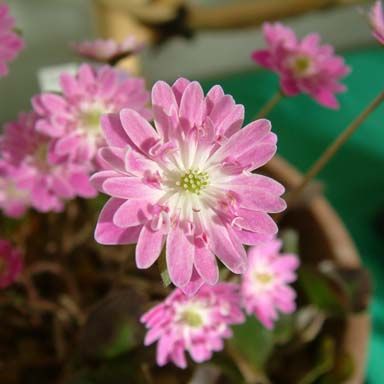 春の妖精「雪割草」を植えよう！