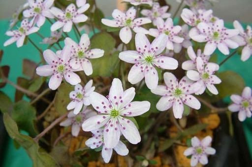 雪国植物園「雪割草まつり」