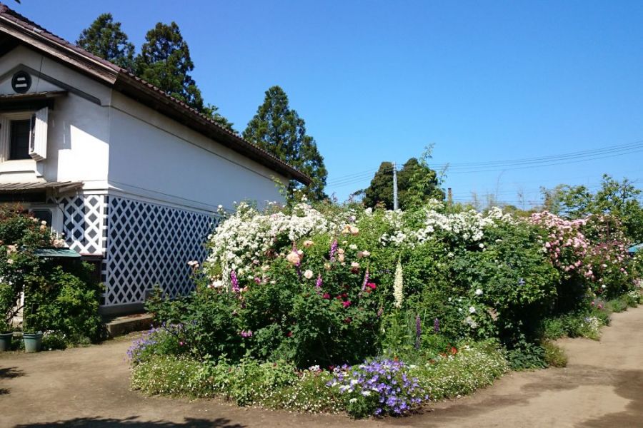 二宮家庭園 静勝園 とバラ園 新潟の観光スポット 公式 新潟県のおすすめ観光 旅行情報 にいがた観光ナビ