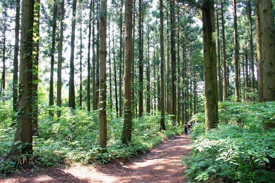 高坪山・高坪山登山口