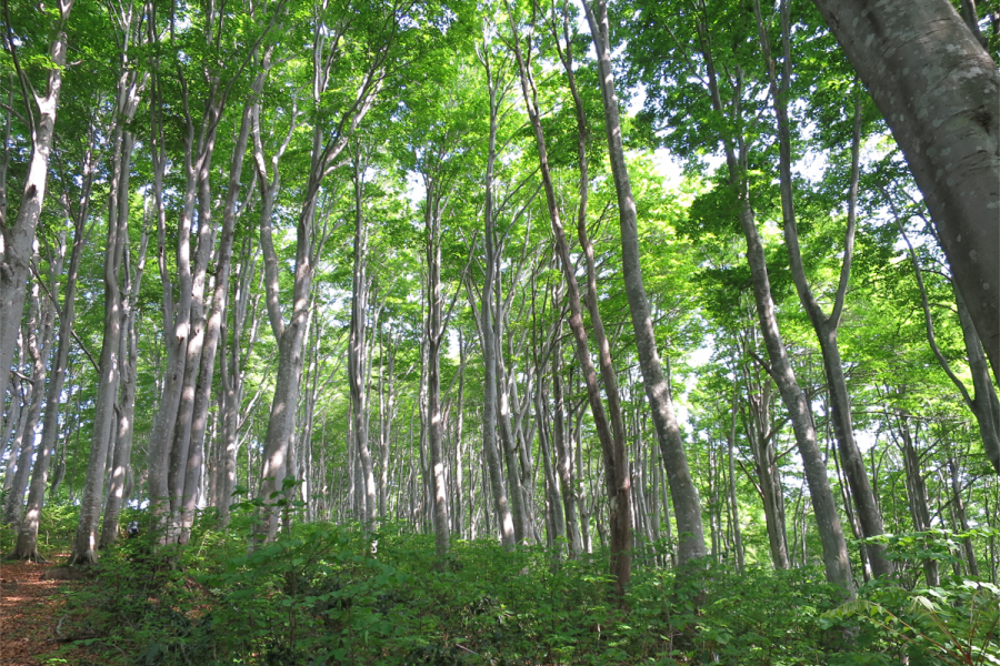 守門岳入塩川コースブナ林