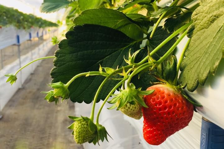 苺の花ことば 新潟の体験 公式 新潟県のおすすめ観光 旅行情報 にいがた観光ナビ