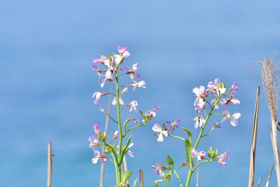 潮風に揺れるダイコンの花