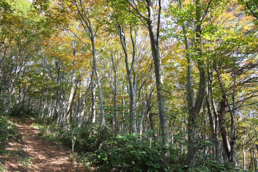 五頭 ブナの森ハイク 新潟の体験 公式 新潟県のおすすめ観光 旅行情報 にいがた観光ナビ