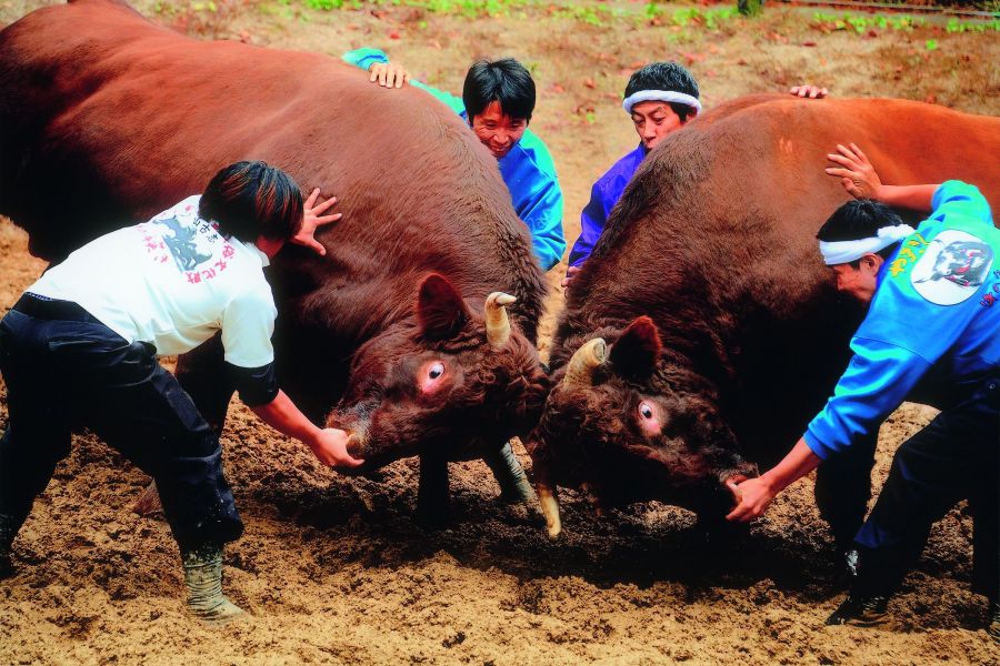 勢子が牛たちを抑える