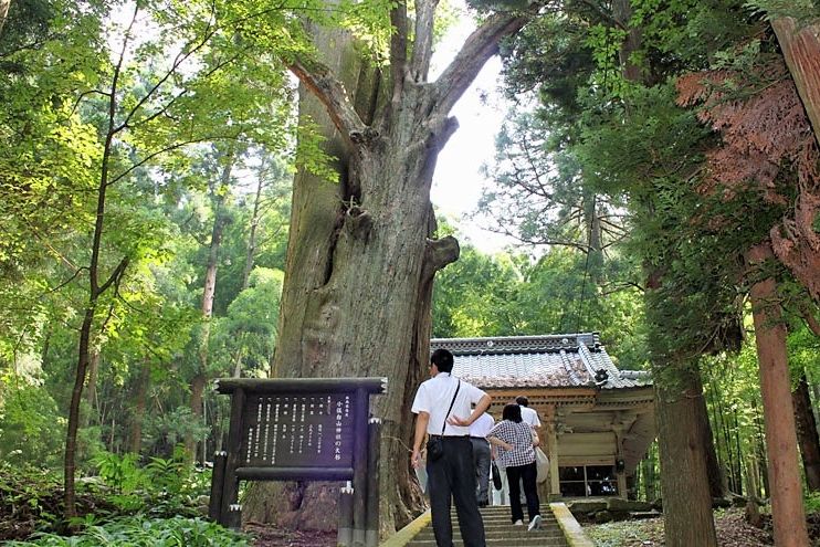 小俣白山神社姥杉