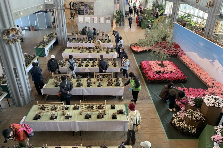 国営越後丘陵公園世界の雪割草展