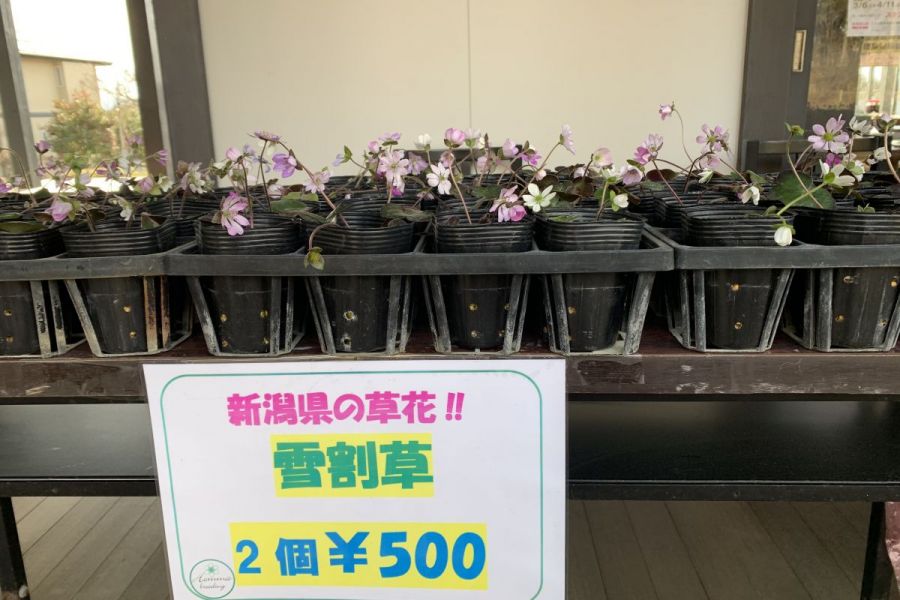 雪国植物園雪割草苗販売