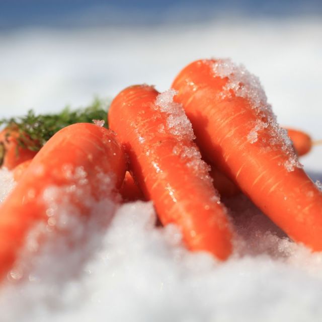 雪下にんじん掘り体験（お土産付き）