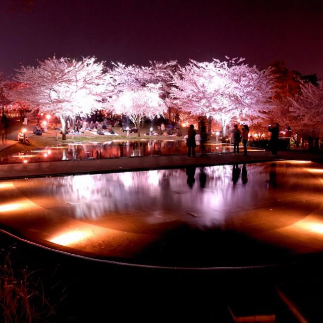 白山公園・空中庭園の桜