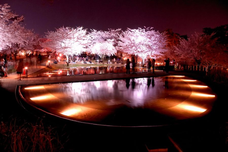 白山公園・空中庭園の桜