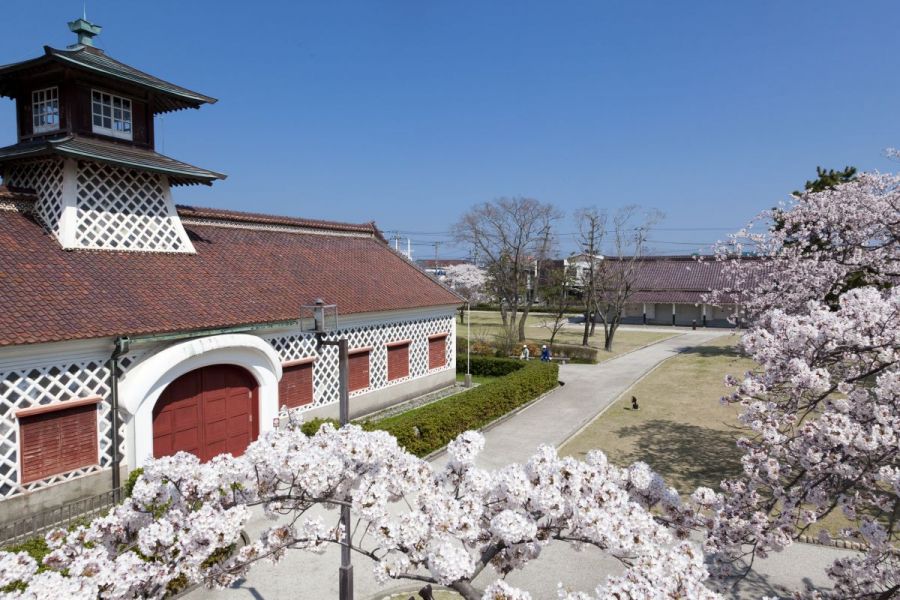 旧新潟税関の桜