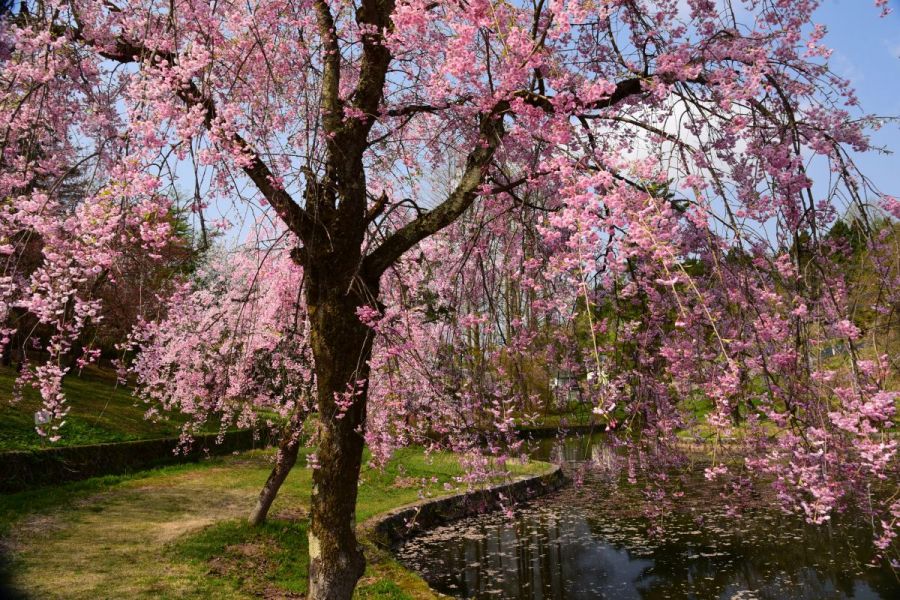 しだれ桜