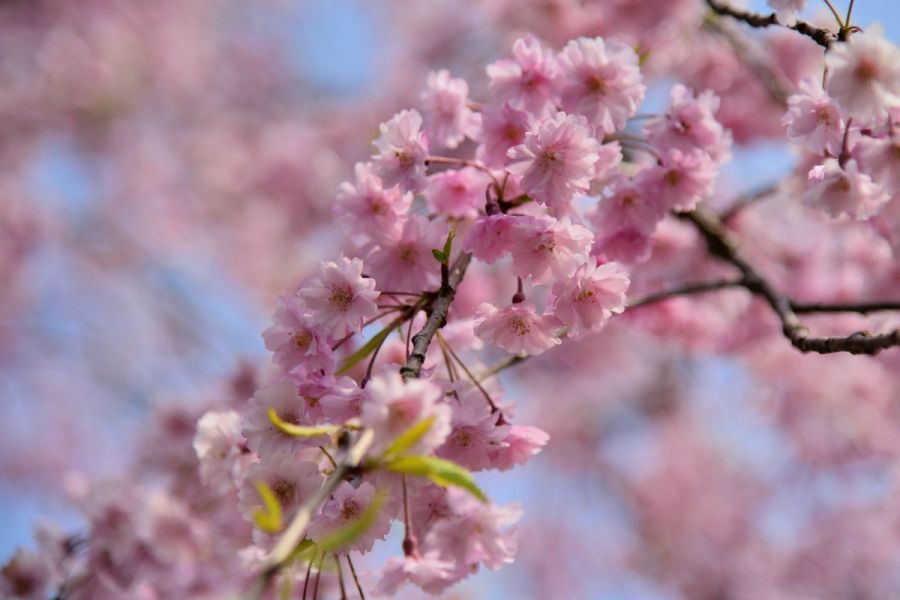 しだれ桜