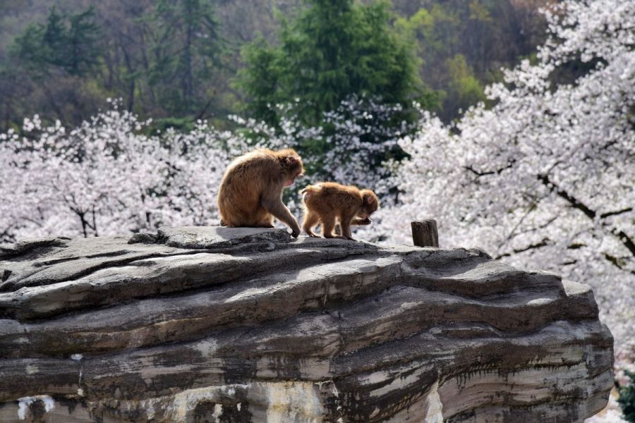 猿山