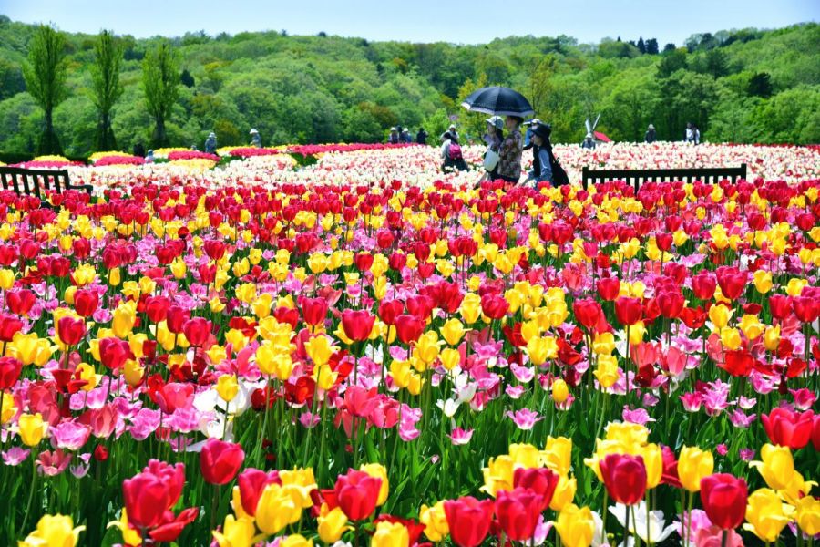 国営越後丘陵公園「チューリップまつり 」