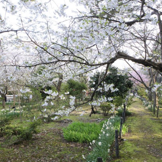 彌彦神社桜苑