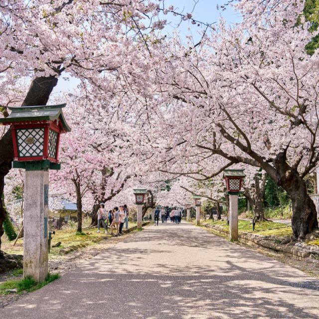 弥彦公園