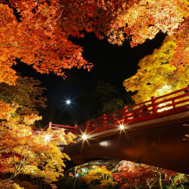 弥彦公園もみじ谷ライトアップ
