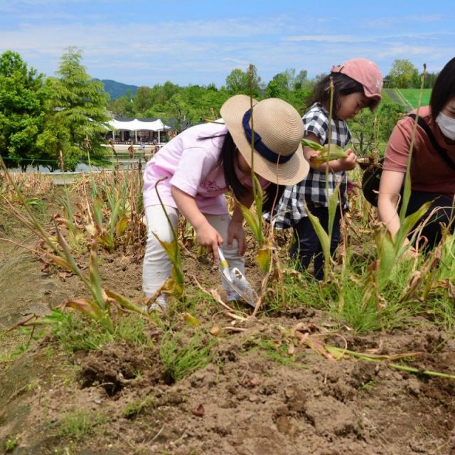 国営越後丘陵公園「チューリップの球根堀り取り体験」