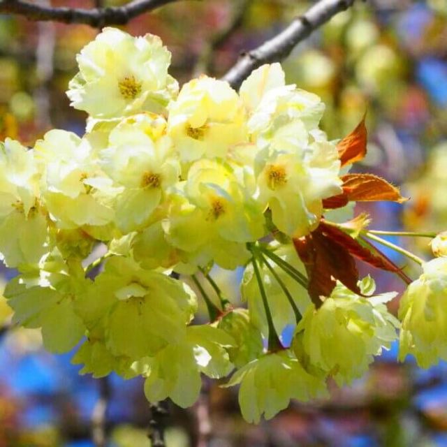 黄桜の丘公園