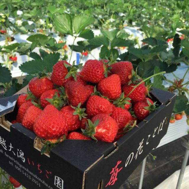 苺の花ことば