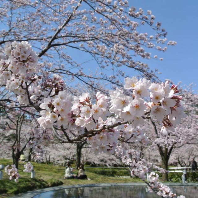 白山公園・空中庭園の桜