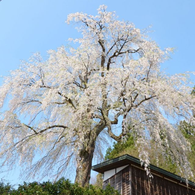 栗山沢しだれ桜