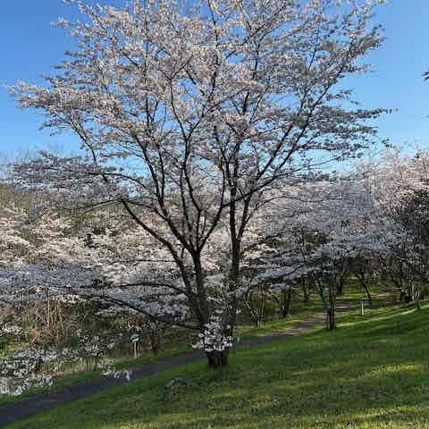 寺泊日本海夕日の森 桜並木