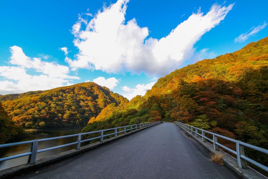 朝日スーパーライン沿線の原生林