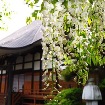 八王寺の大白藤