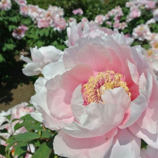 ぼたん百種展示園