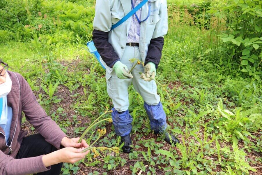 にいがた松之山山菜園