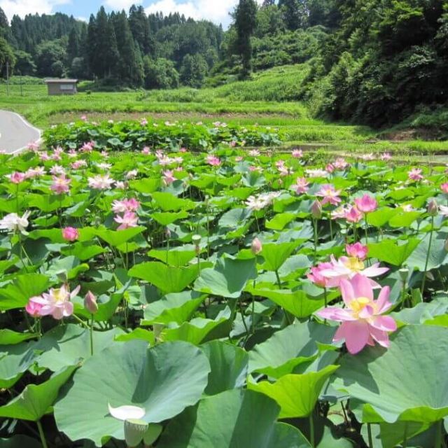 二ツ屋の二千年蓮