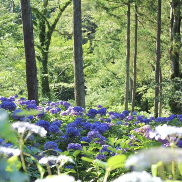第46回　護摩堂山湯田上温泉あじさいまつり