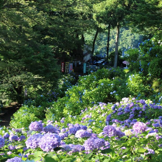 第46回　護摩堂山湯田上温泉あじさいまつり