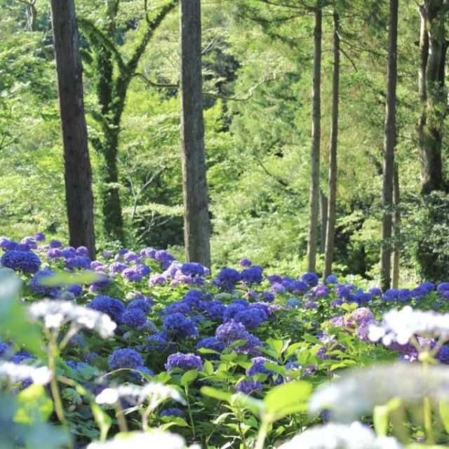 第47回護摩堂山湯田上温泉あじさいまつり