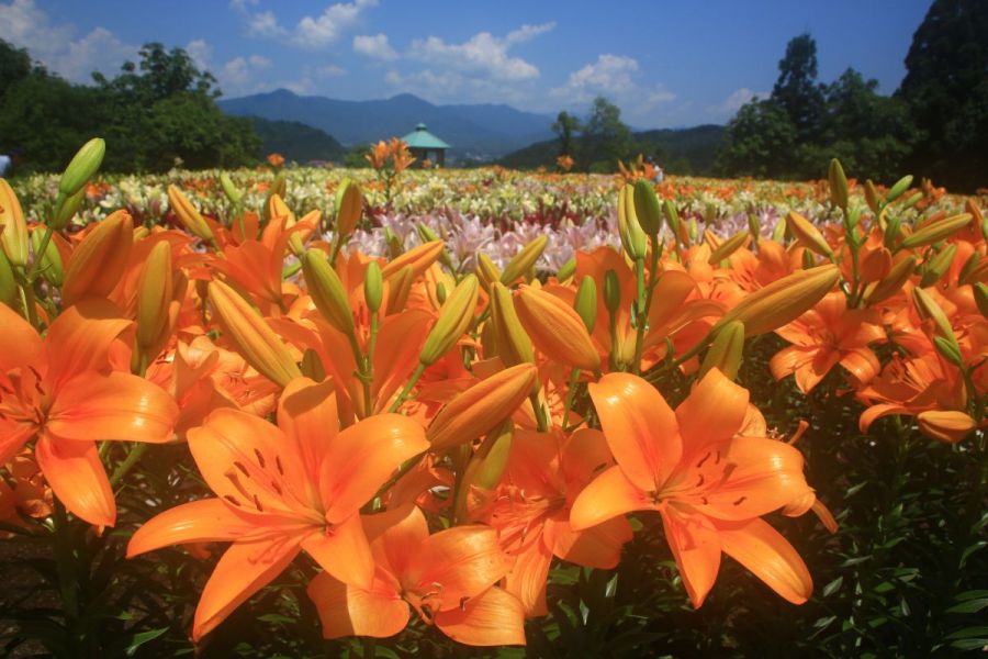 月岡公園ユリまつり