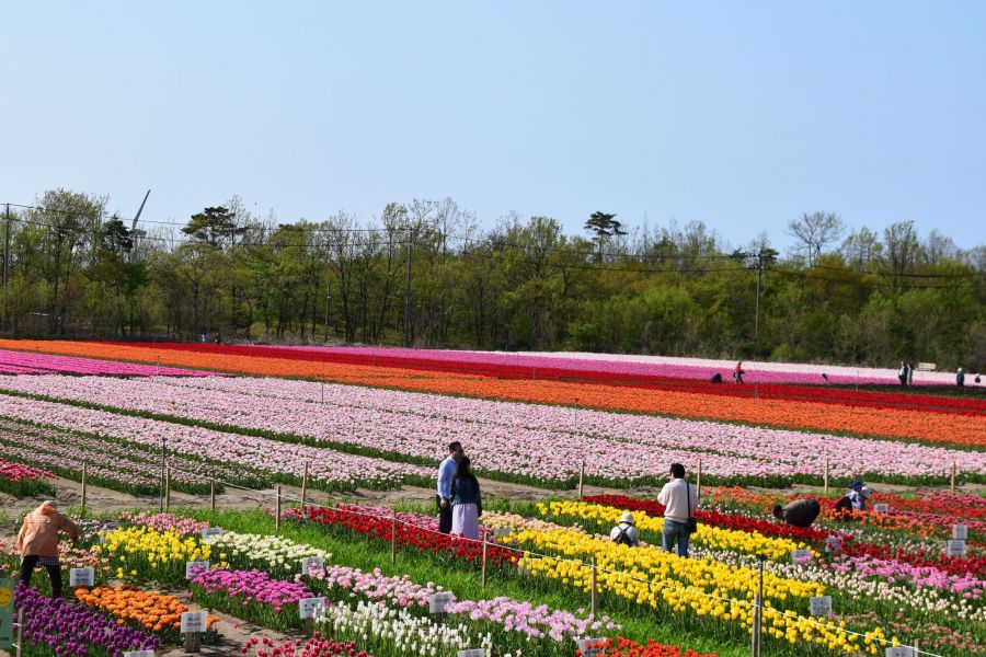 胎内市 チューリップの名所 新潟の観光スポット 公式 新潟県のおすすめ観光 旅行情報 にいがた観光ナビ